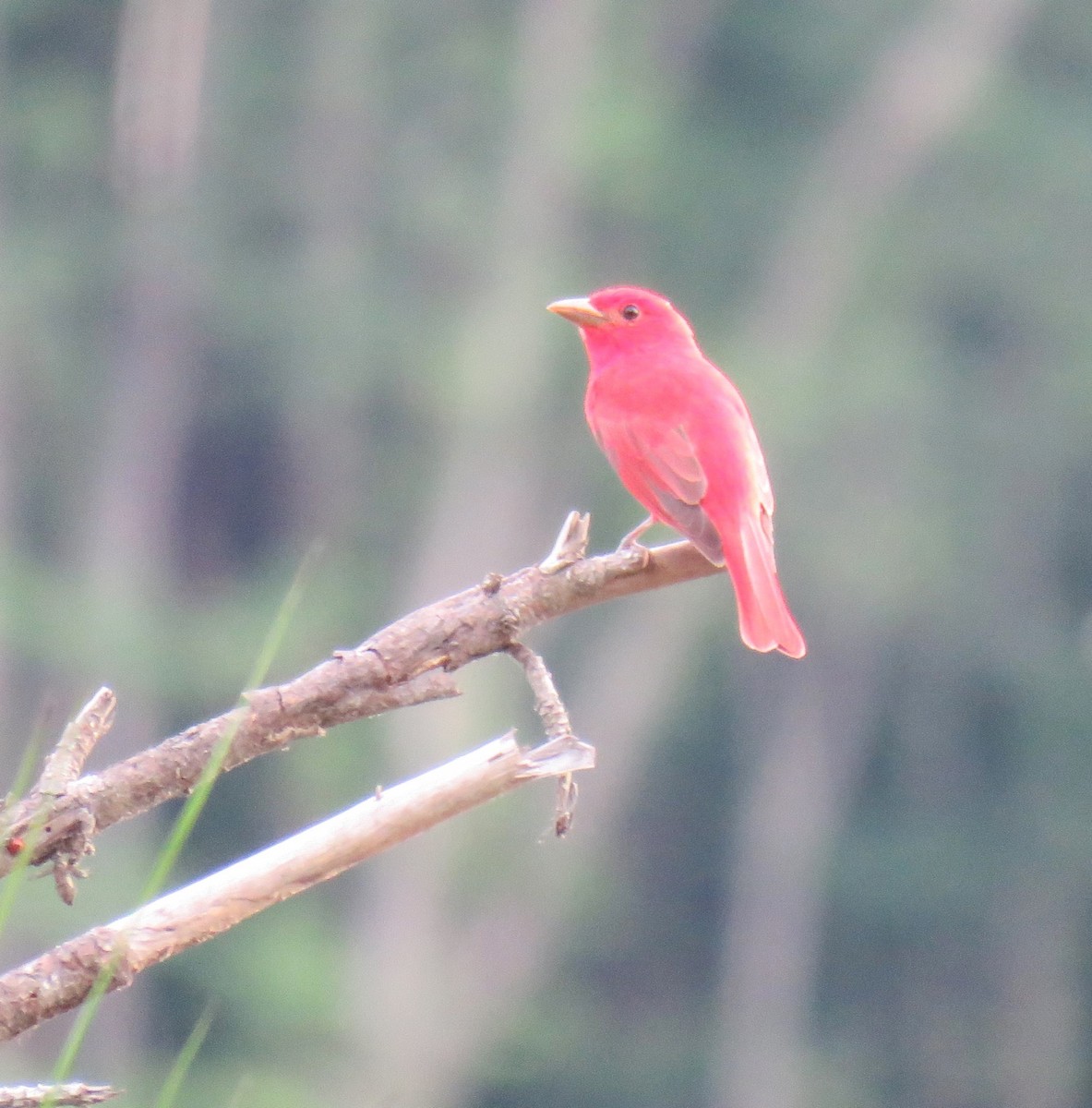 Summer Tanager - Yvonne Porter