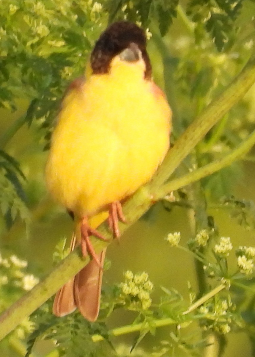 Black-headed Bunting - Jeffrey Blalock