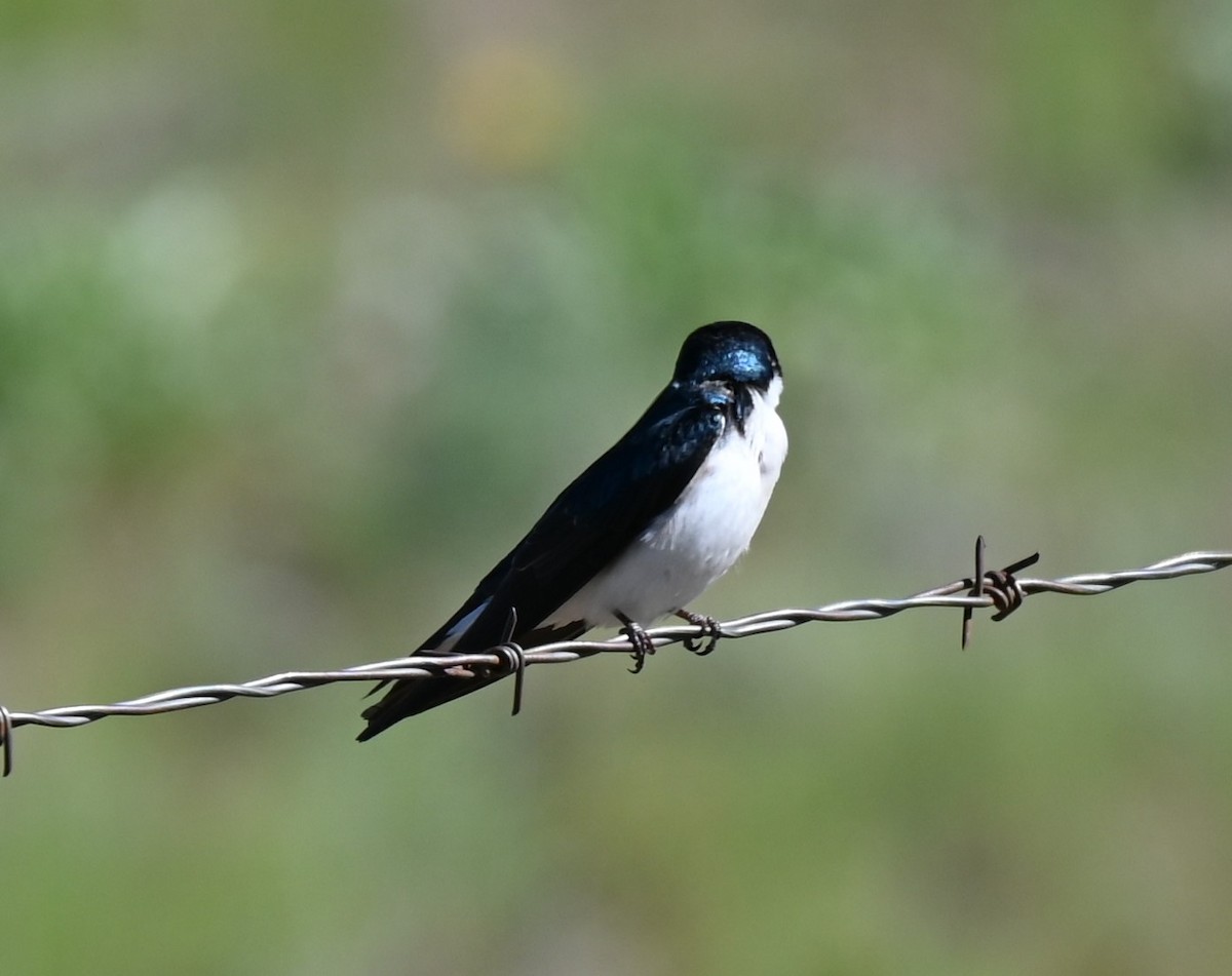 Tree Swallow - Lisa Rae