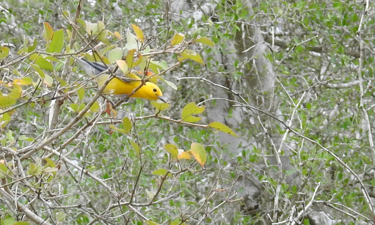 Prothonotary Warbler - Sue Murphy