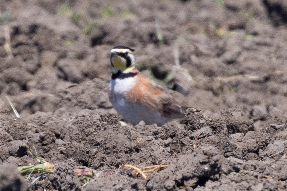 Horned Lark - ML618741984