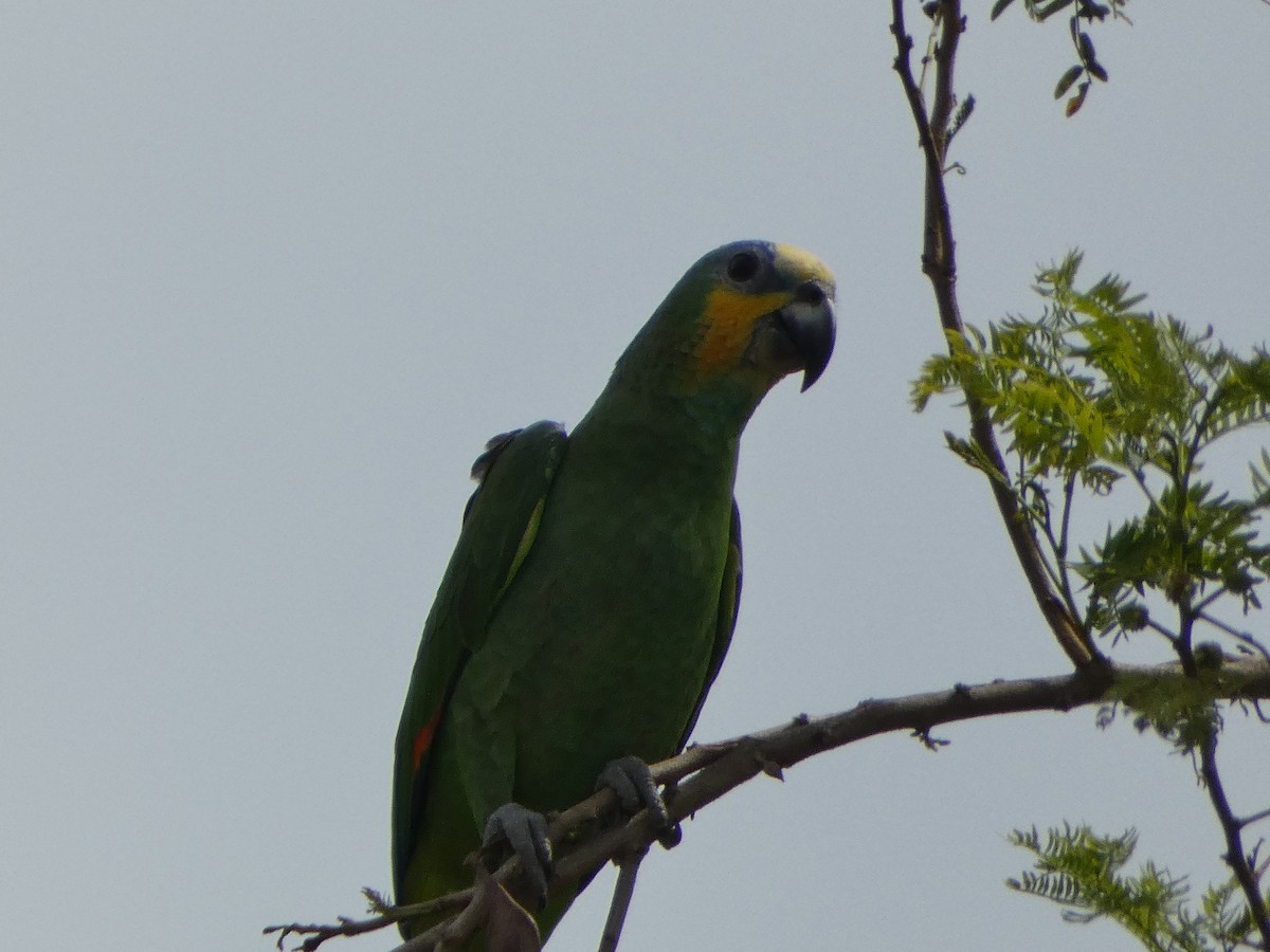 Orange-winged Parrot - ML618742016