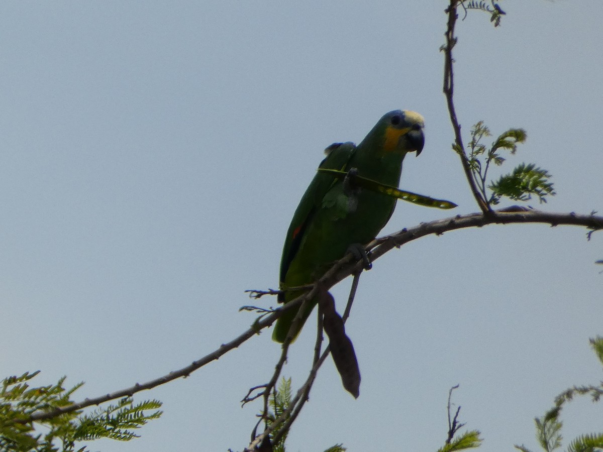 Orange-winged Parrot - ML618742017