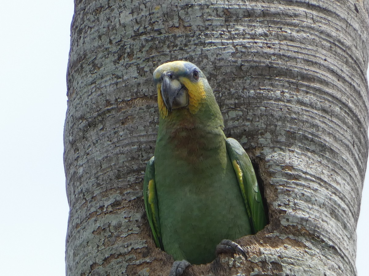 キソデボウシインコ - ML618742021