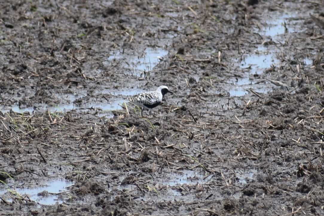 Black-bellied Plover - ML618742047