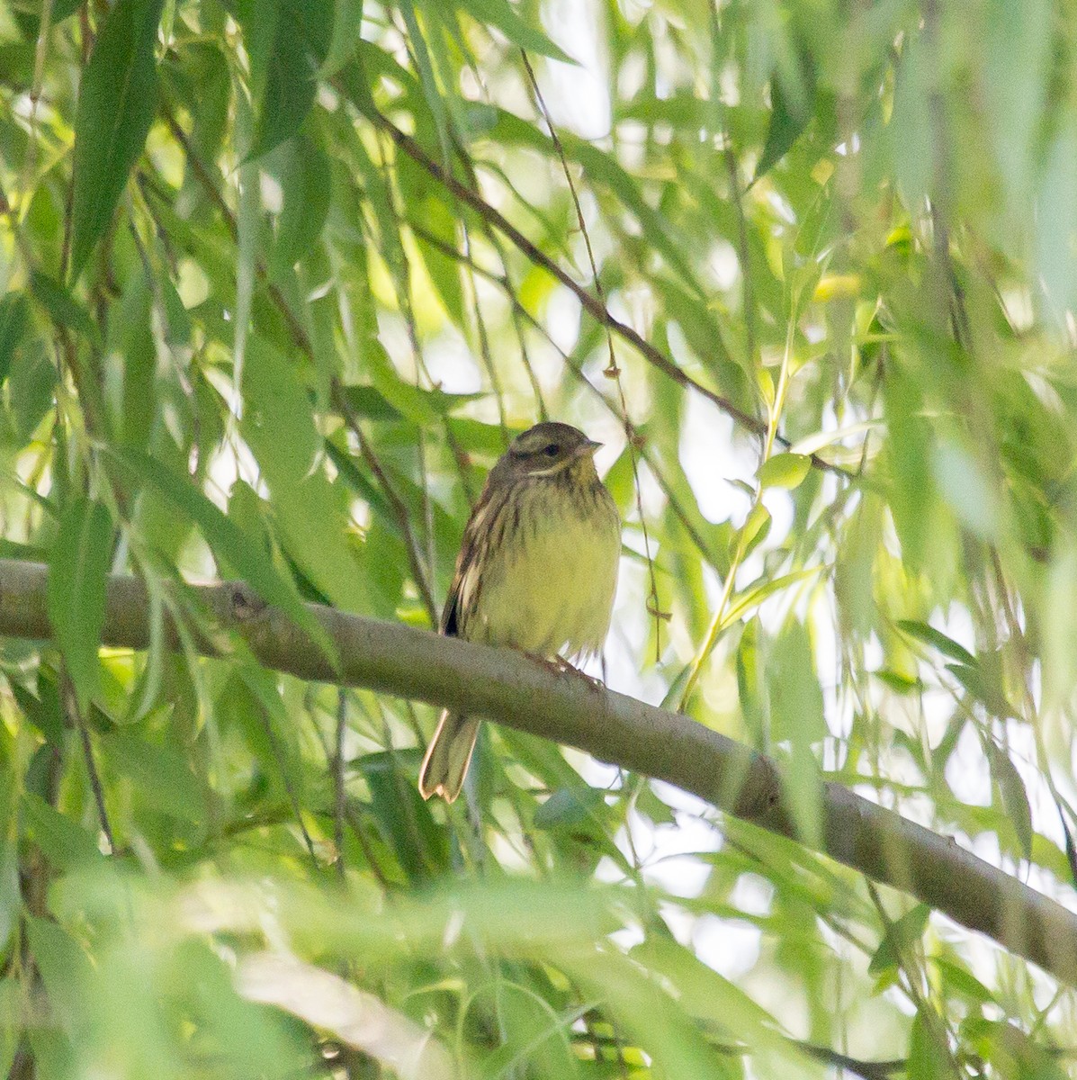 Black-faced Bunting - ML618742062