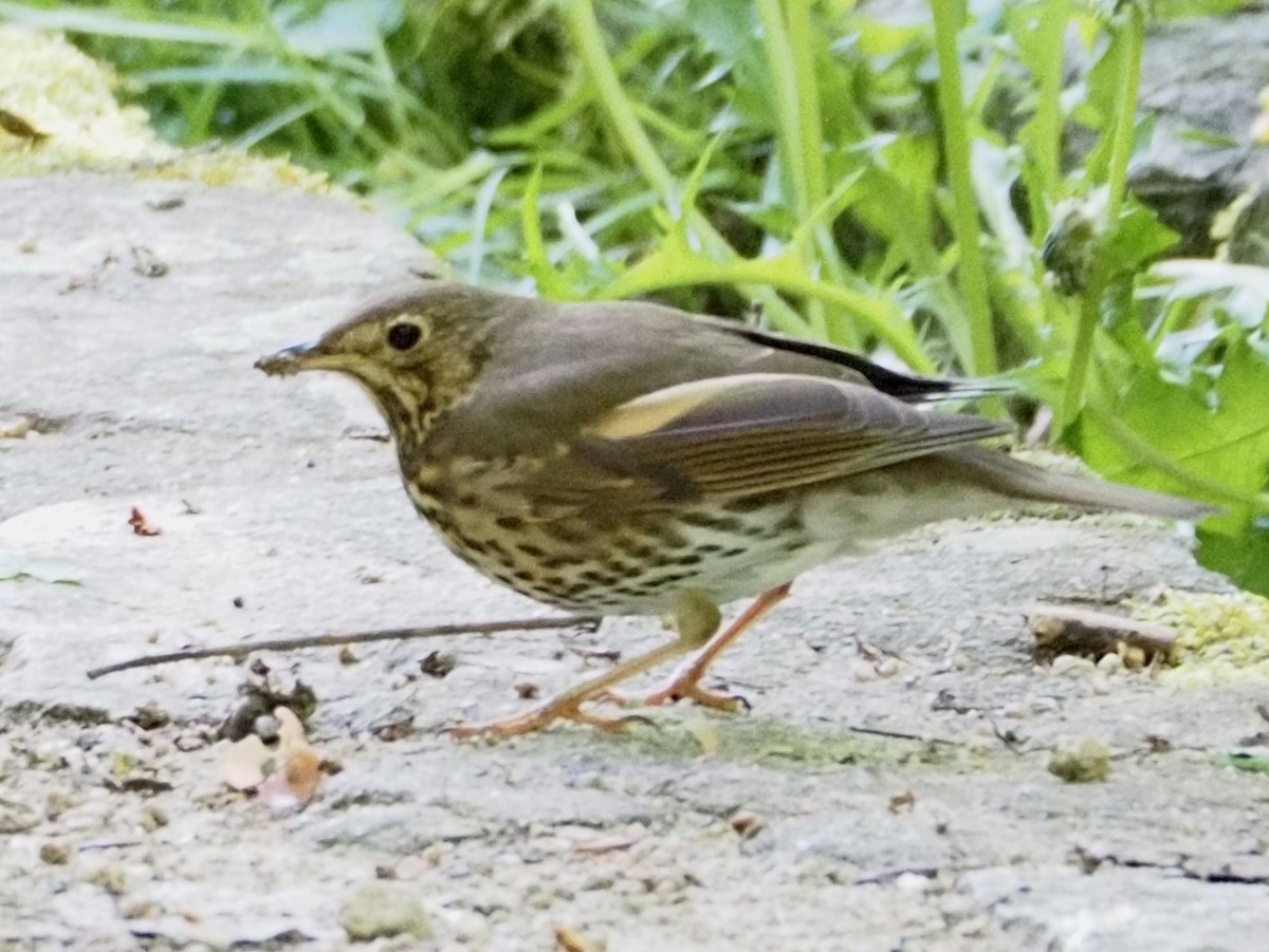 Song Thrush - Wendy Feltham