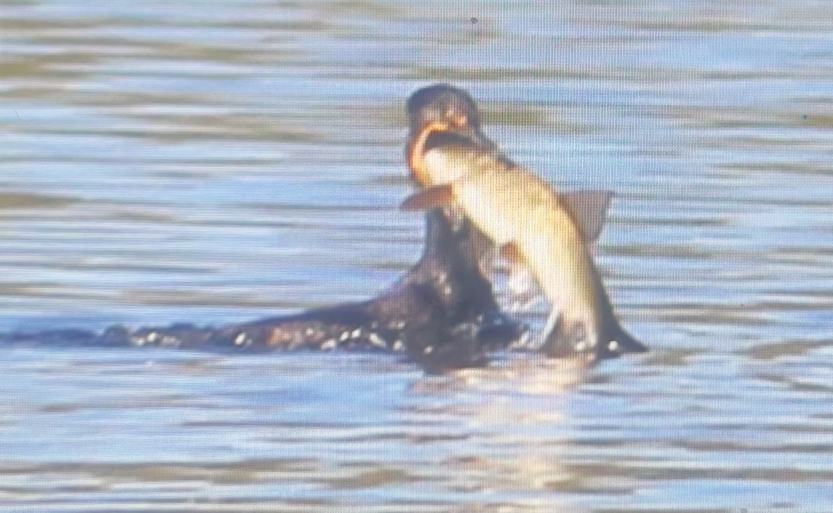 Double-crested Cormorant - ML618742081