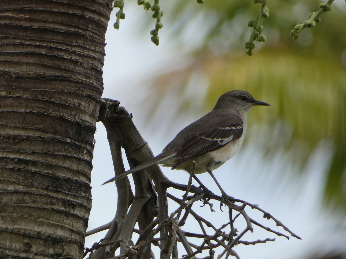 Northern Mockingbird - ML618742111