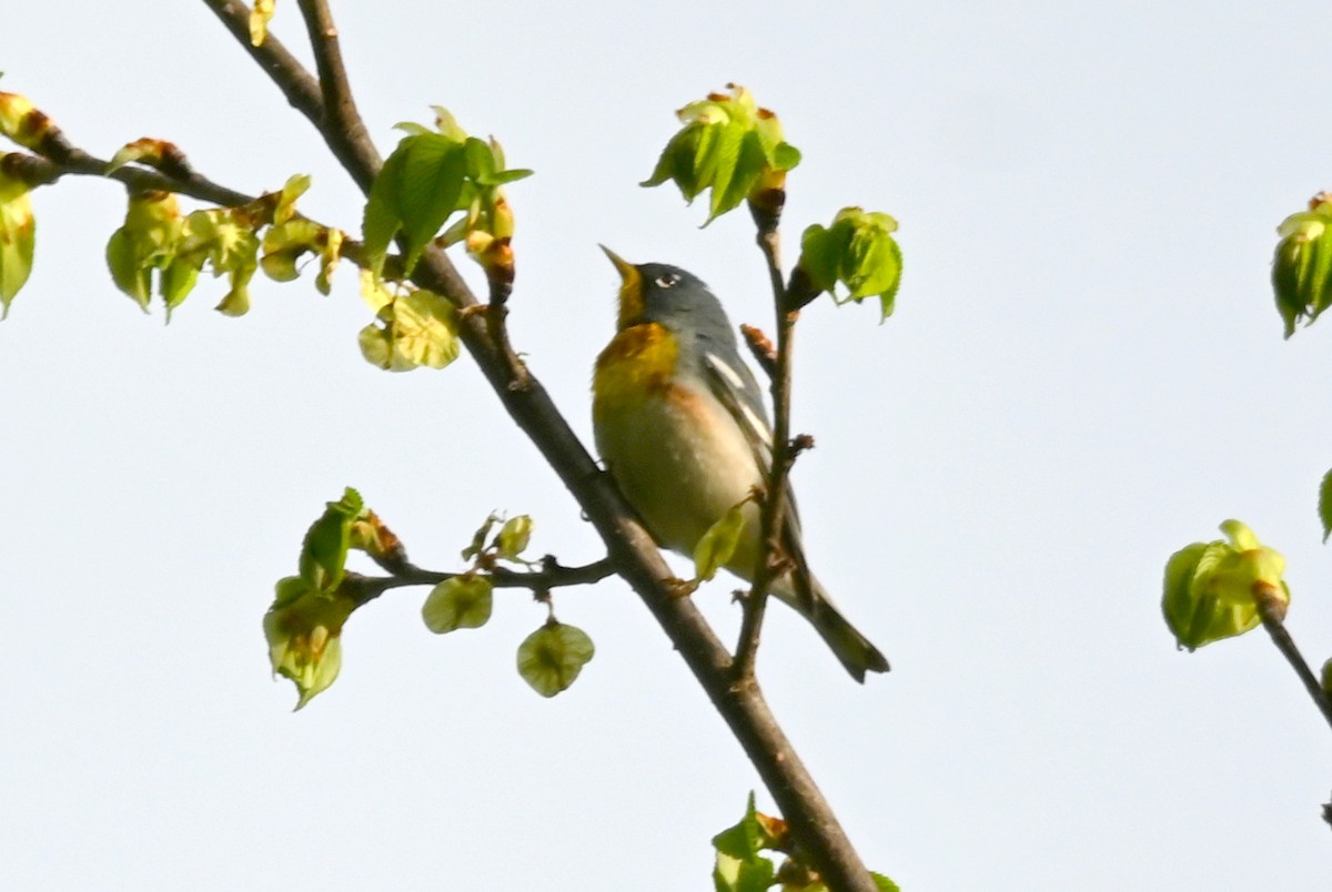 Northern Parula - ML618742149