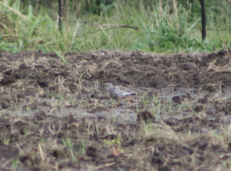 Lesser Yellowlegs - ML618742151