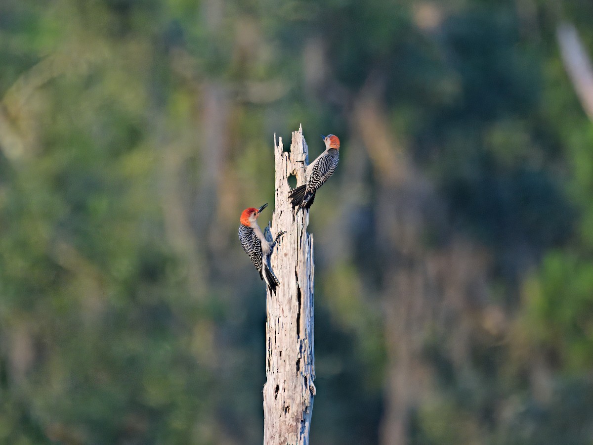 Red-bellied Woodpecker - ML618742179
