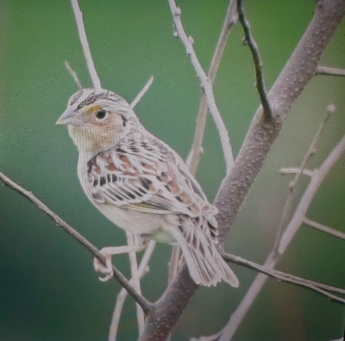 Grasshopper Sparrow - Cheryl Rizzo