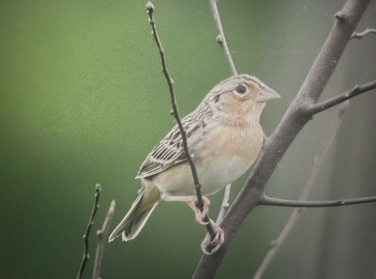 Grasshopper Sparrow - Cheryl Rizzo