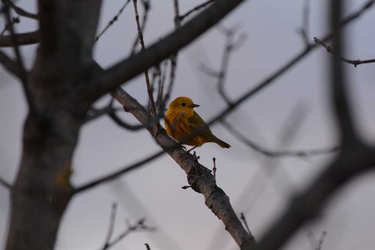 Yellow Warbler - ML618742188