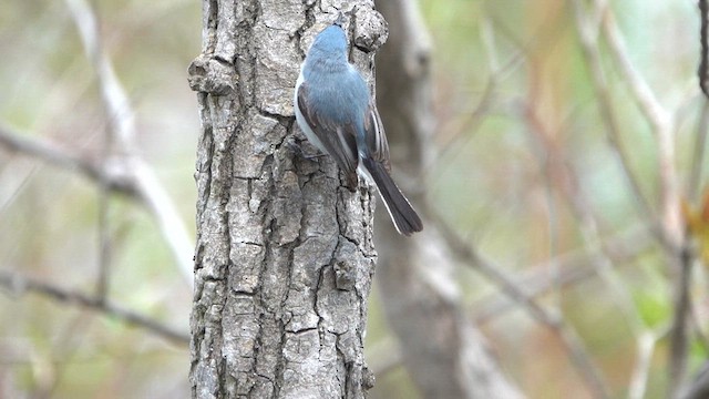 Blue-gray Gnatcatcher - ML618742192