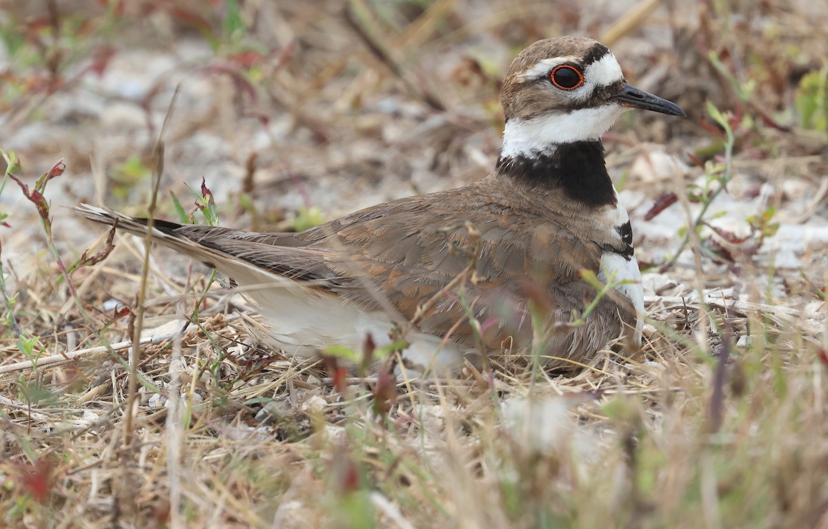 Killdeer - ML618742201