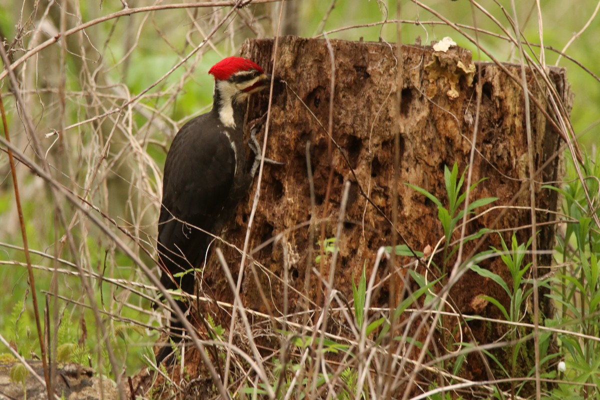 Pileated Woodpecker - Todd Hagedorn