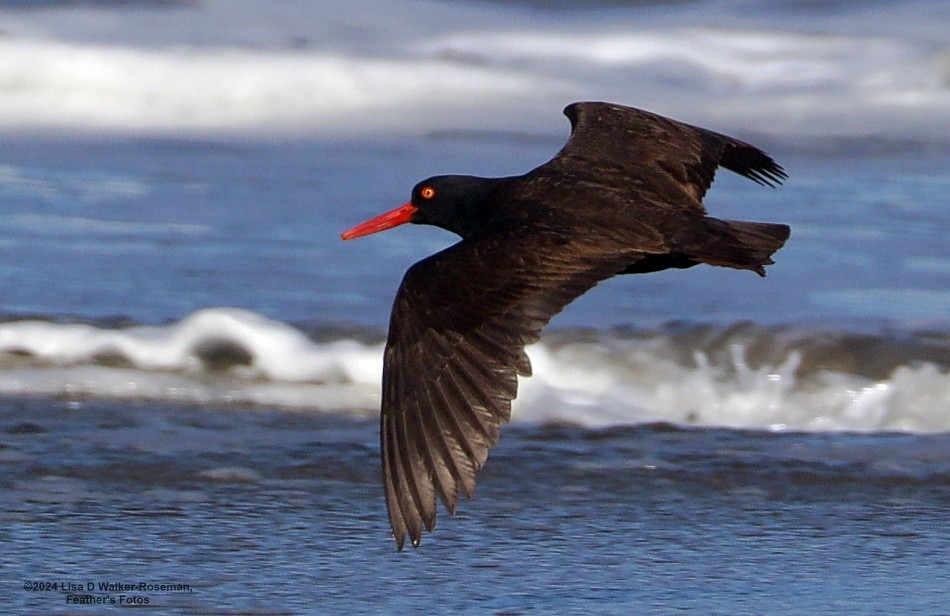 Black Oystercatcher - ML618742238