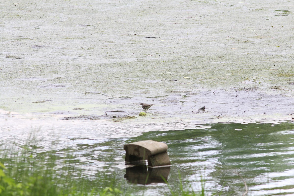 Spotted Sandpiper - ML618742247