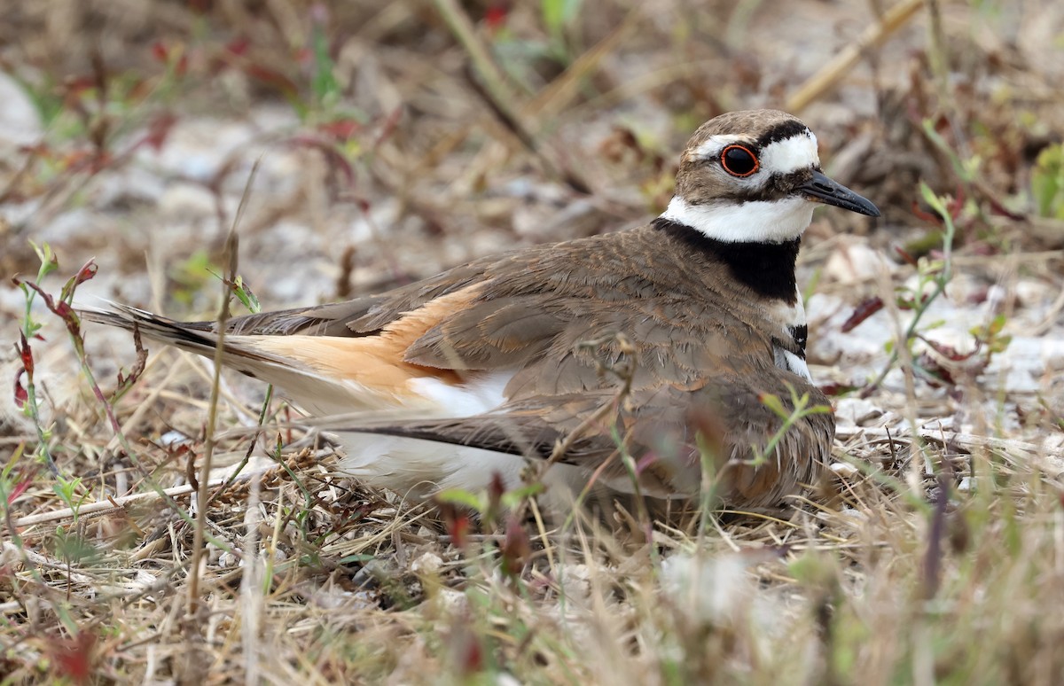 Killdeer - John Drummond