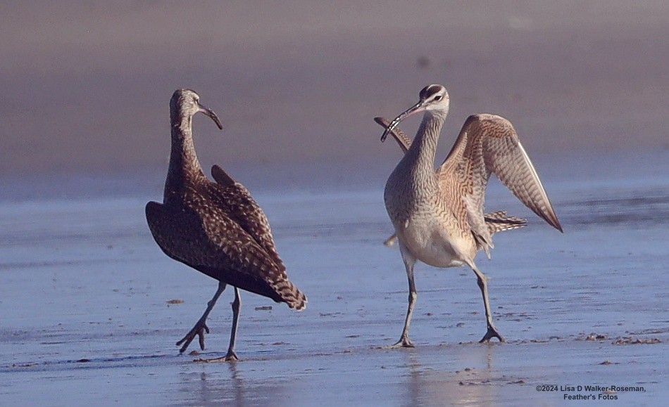 Whimbrel - ML618742293