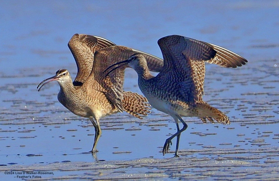 Whimbrel - Lisa Walker-Roseman