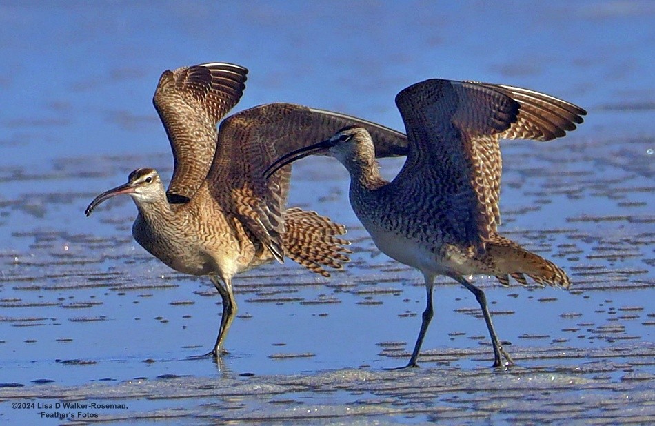 Whimbrel - ML618742295