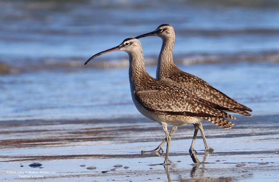 Whimbrel - ML618742296