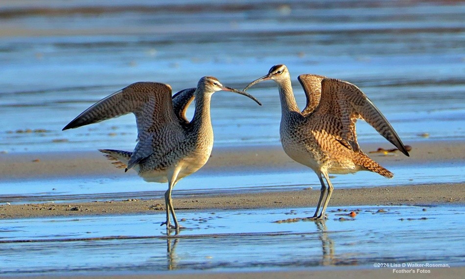 Whimbrel - ML618742297