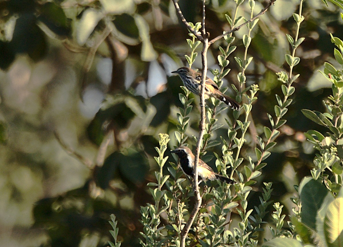 Rusty-backed Antwren - ML618742306