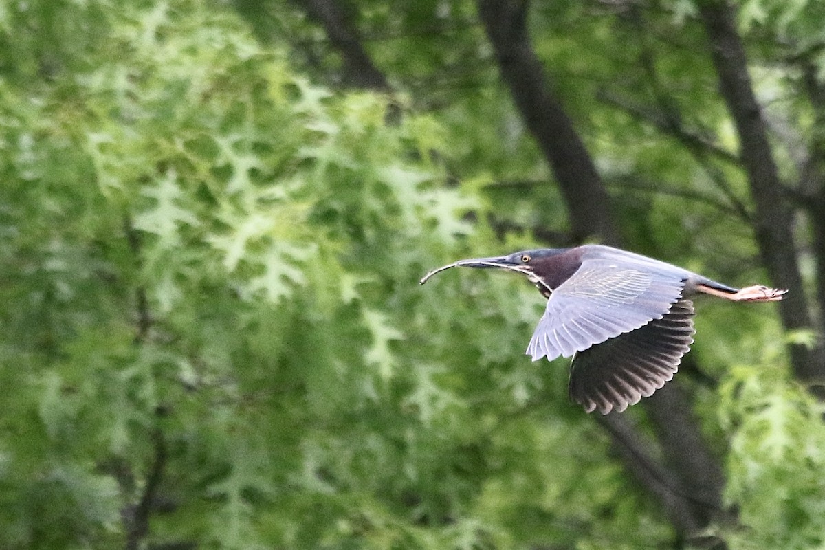 Green Heron - Andy M