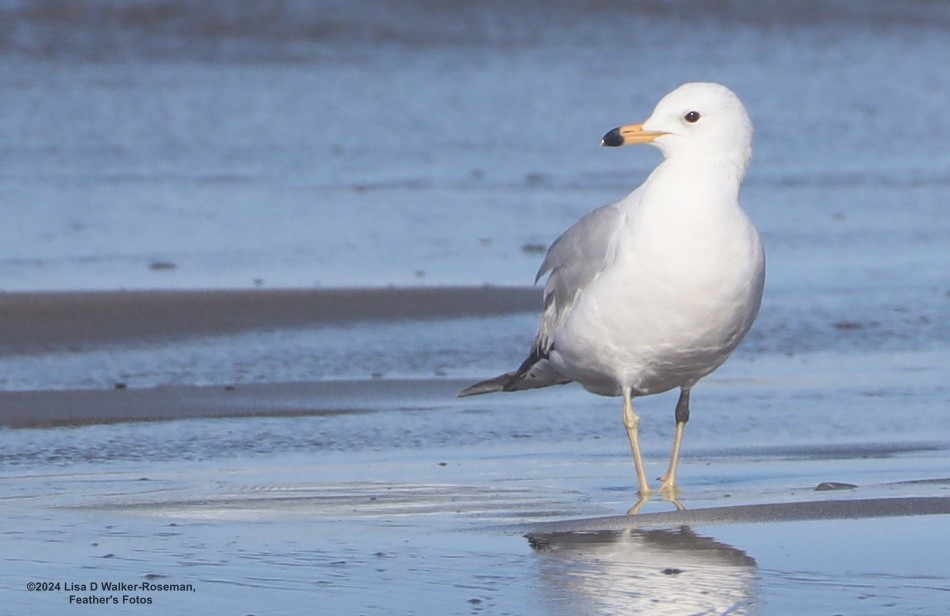 Ring-billed Gull - ML618742409