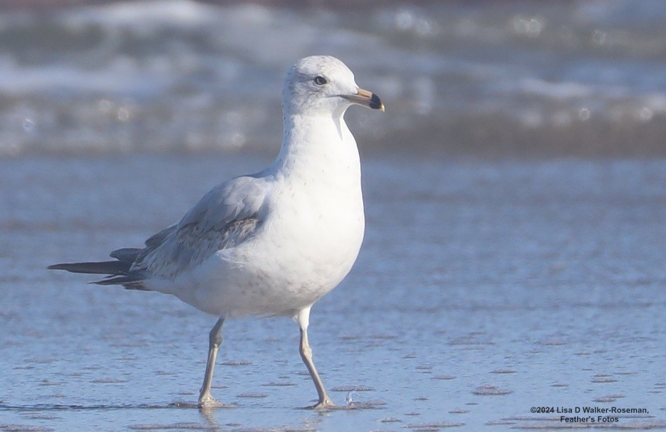 Ring-billed Gull - ML618742410