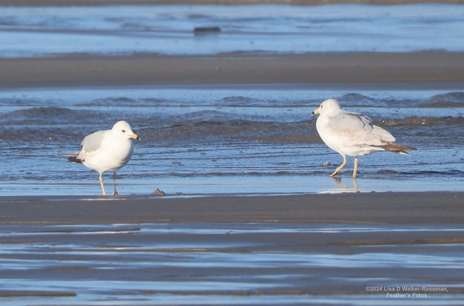 Ring-billed Gull - ML618742413