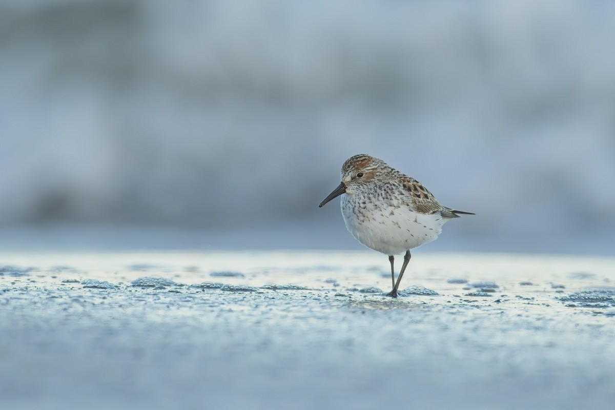 Western Sandpiper - ML618742458