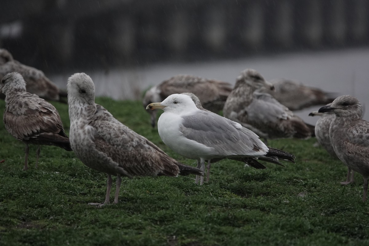 Herring Gull - ML618742461