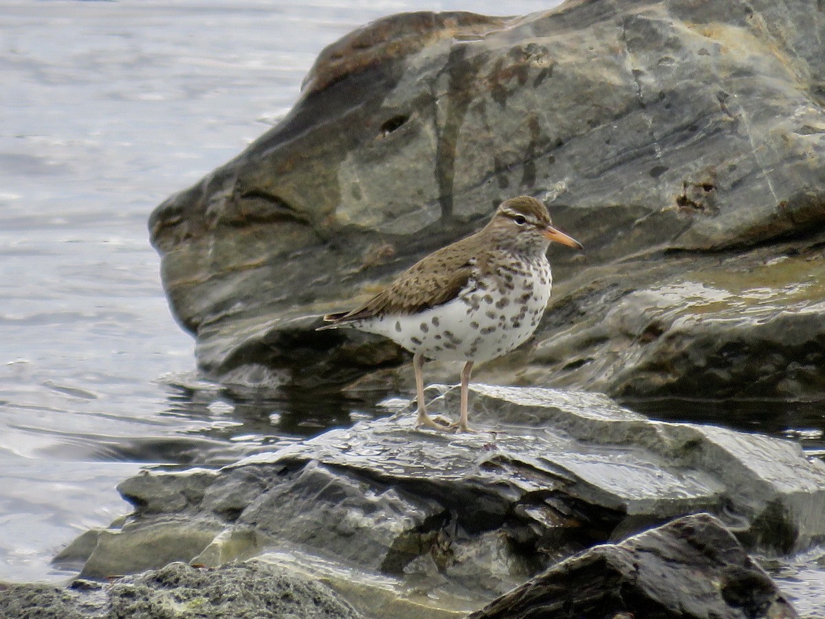 Spotted Sandpiper - Holly Bauer
