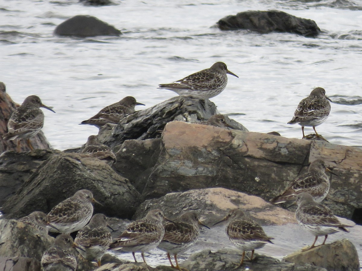 Purple Sandpiper - Holly Bauer