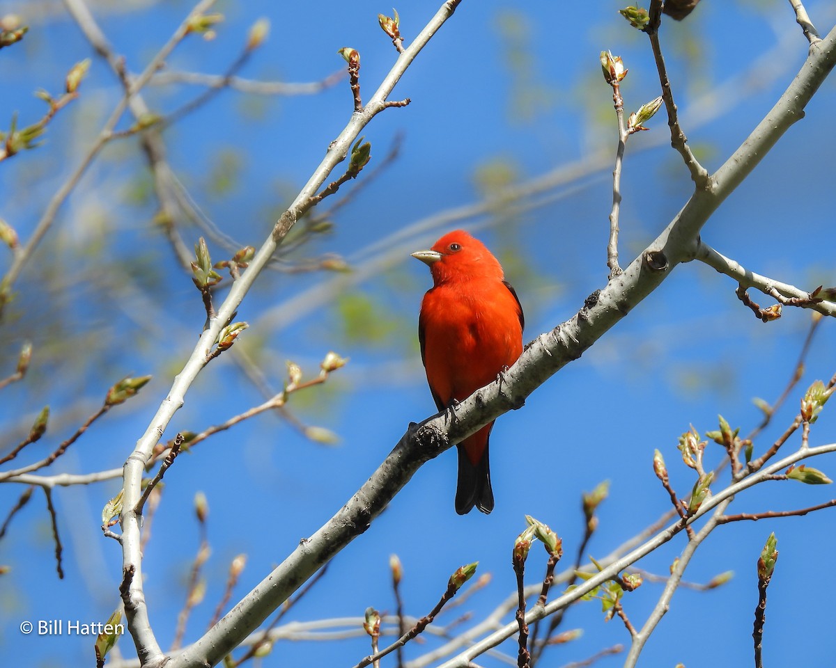 Scarlet Tanager - Bill Hatten