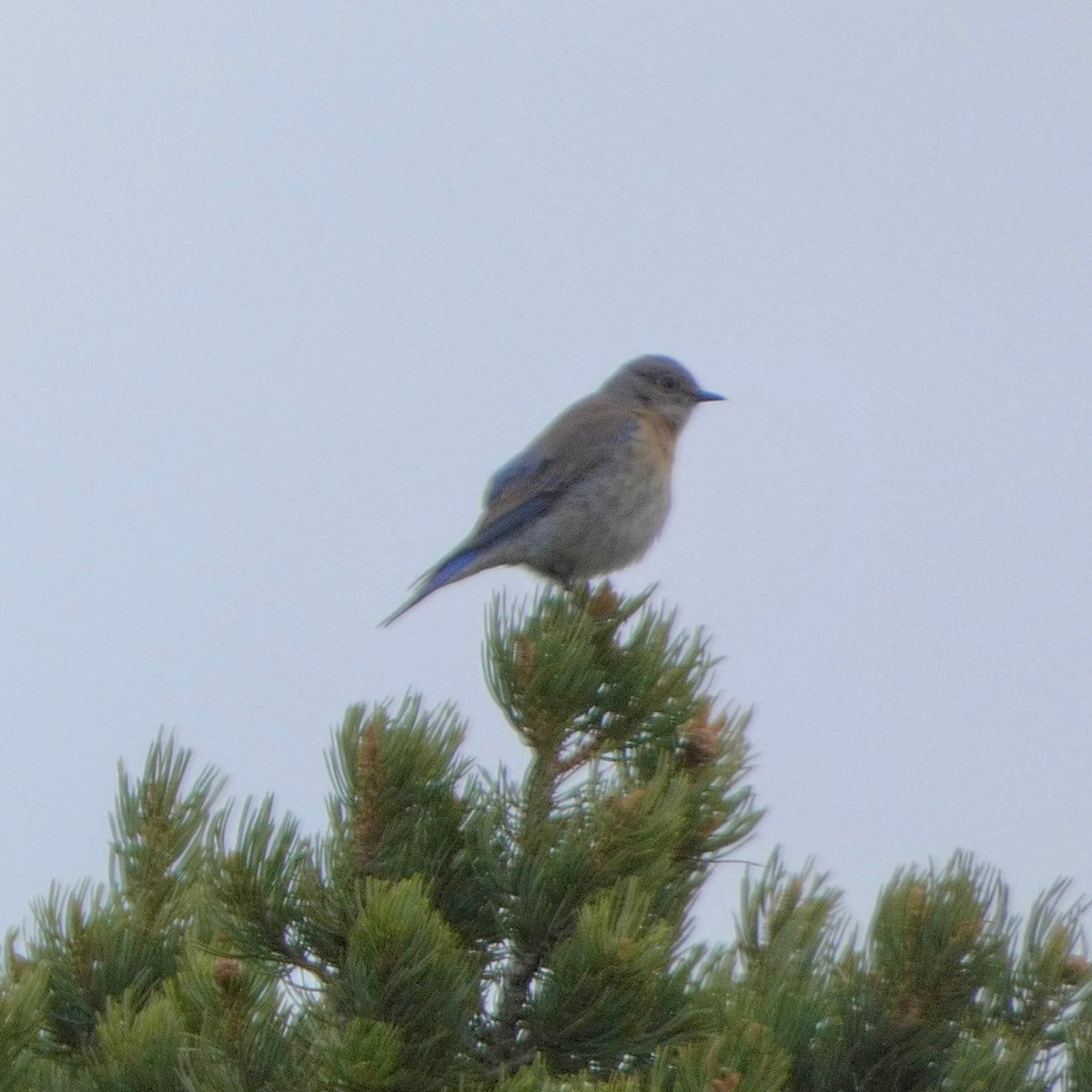 Western Bluebird - ML618742512