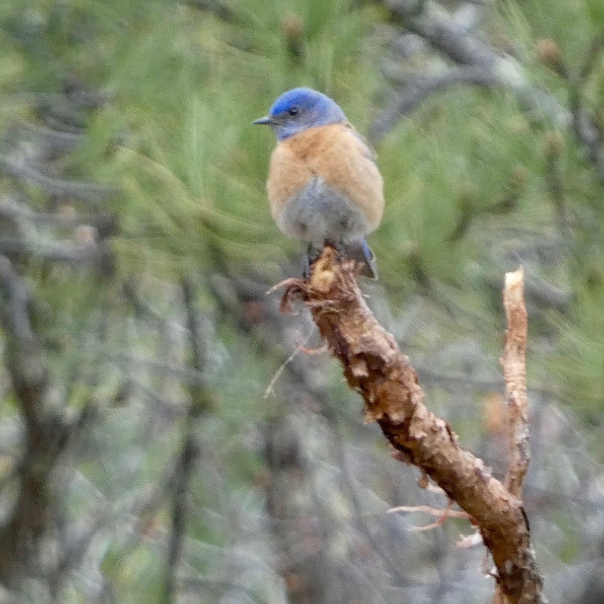 Western Bluebird - ML618742513
