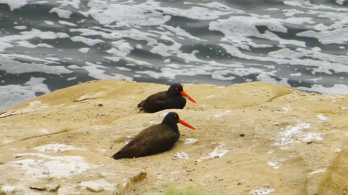 Black Oystercatcher - Rustom Jamadar