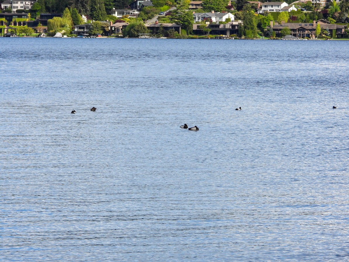 Lesser Scaup - ML618742541