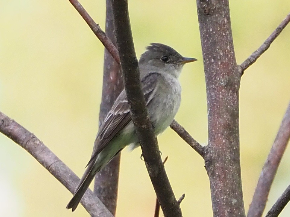 Eastern Wood-Pewee - Jonine Dewitte