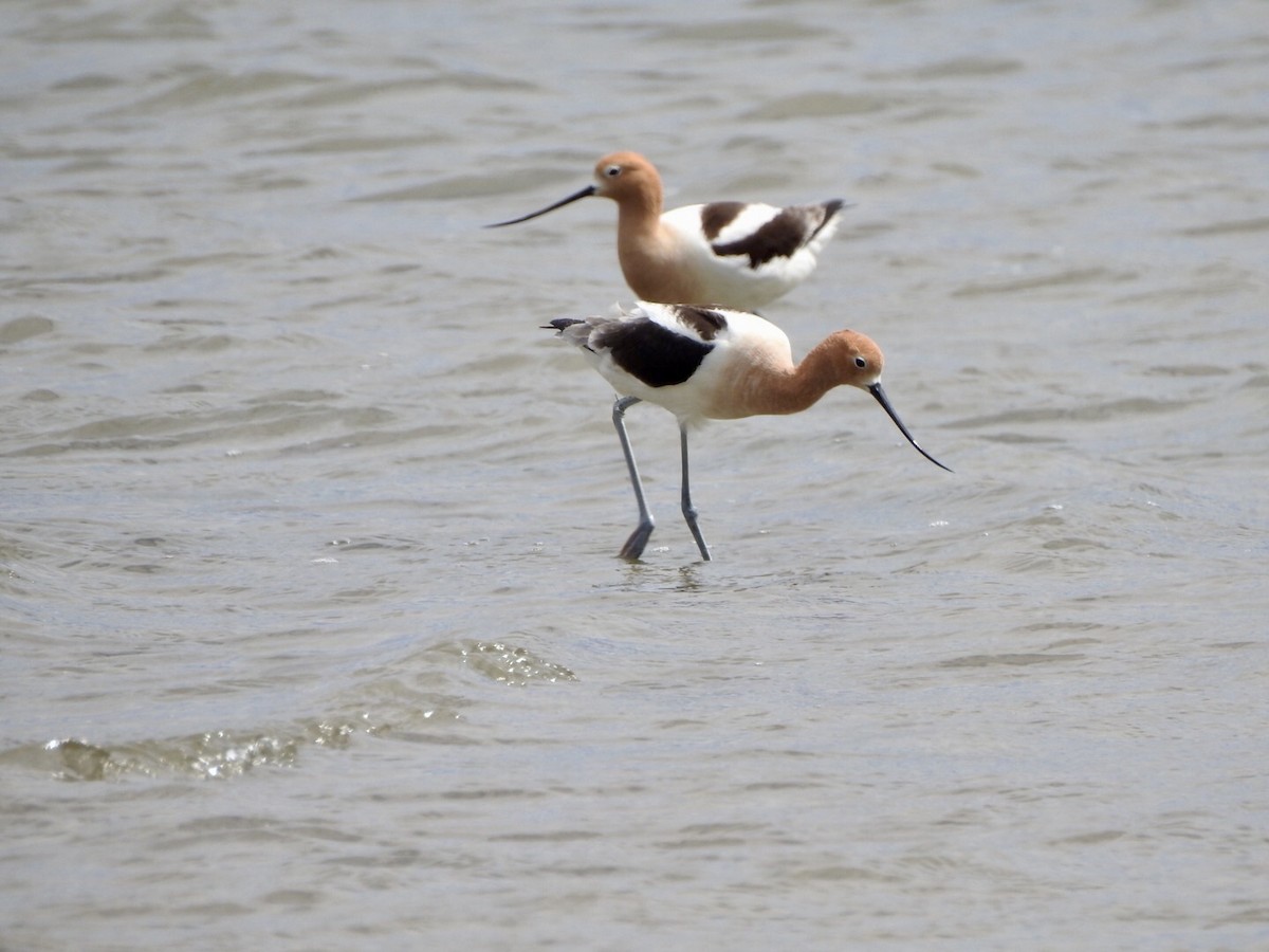 American Avocet - ML618742554