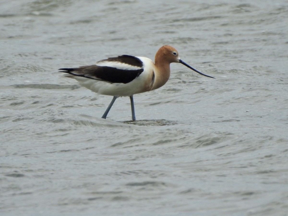 American Avocet - Anita Hooker