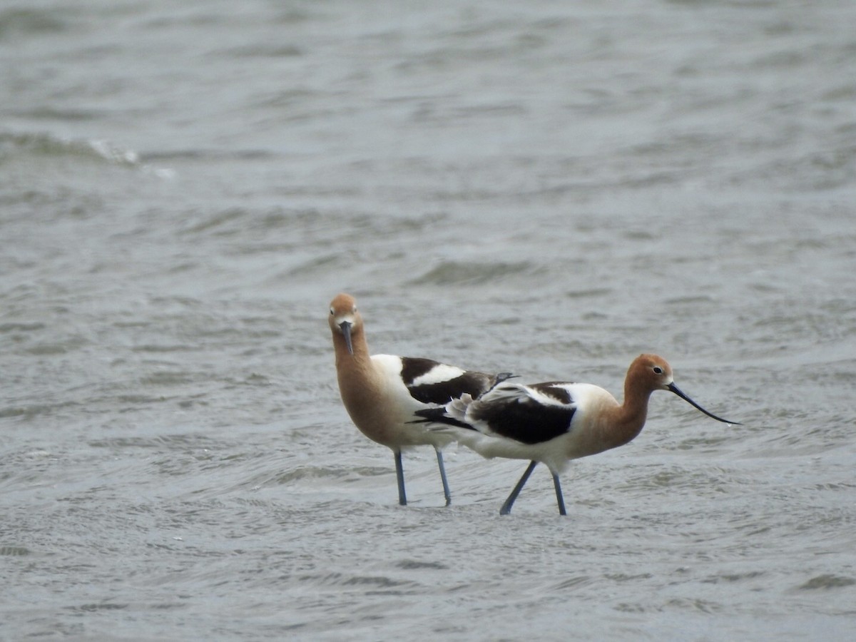 American Avocet - ML618742556