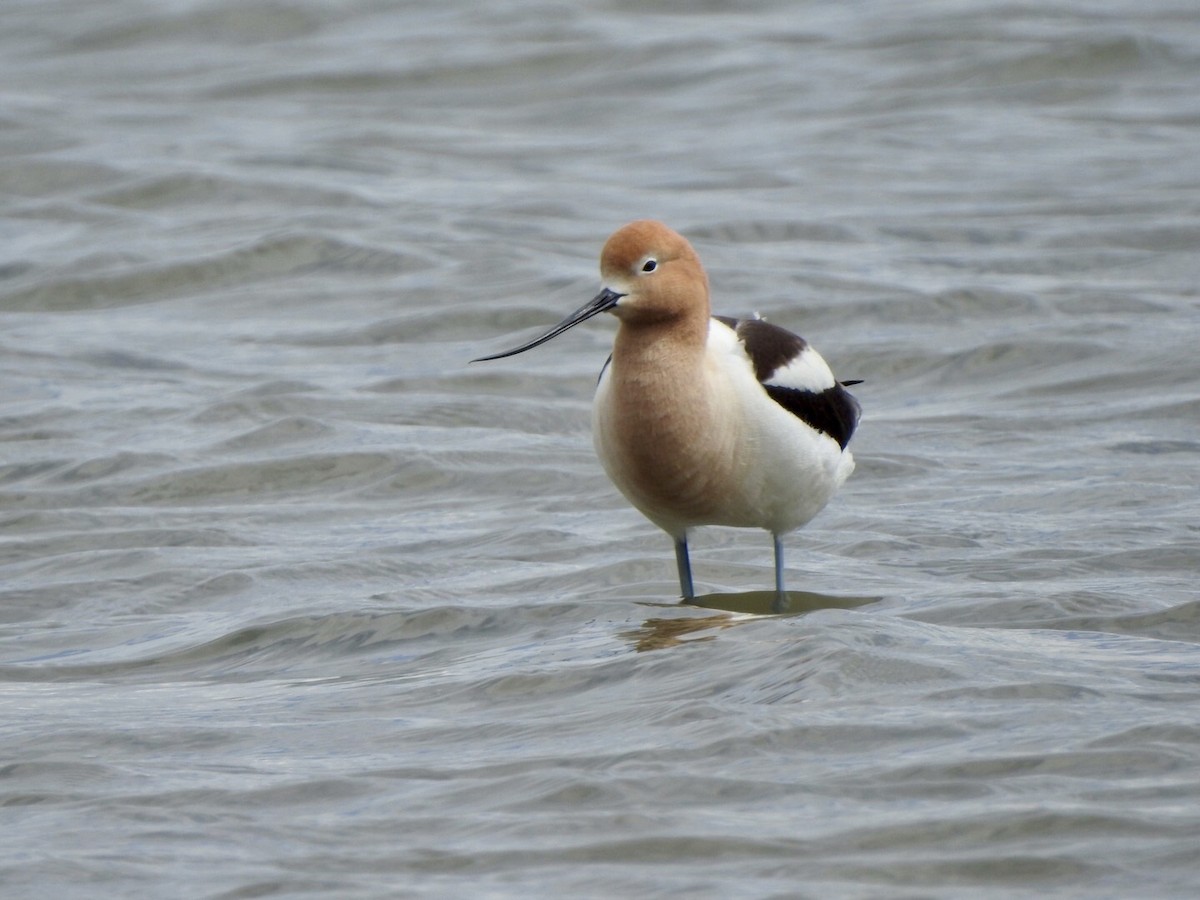 American Avocet - ML618742557