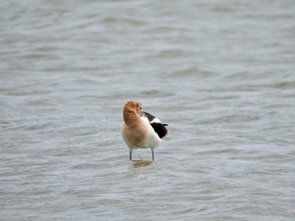 American Avocet - ML618742558